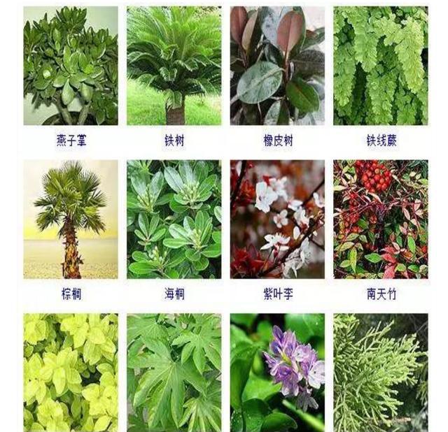 干货来袭｜100种常见观叶植物，你都认识么？