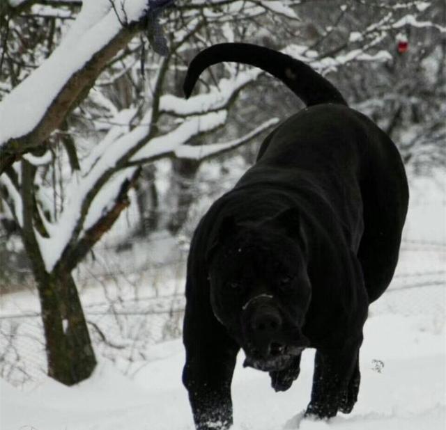 "狂暴战士"加纳利獒,强大的战斗力和忍耐性在斗犬舞台大放异彩