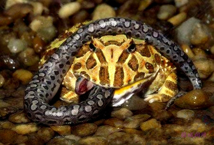 长见识了!青蛙经常能弄死大蛇:死死咬住蛇头不松口,好震撼!