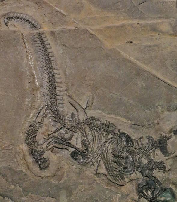 他将恐龙化石上交国家,却被监禁了5年,只因为这个恐龙太奇特了-随便找