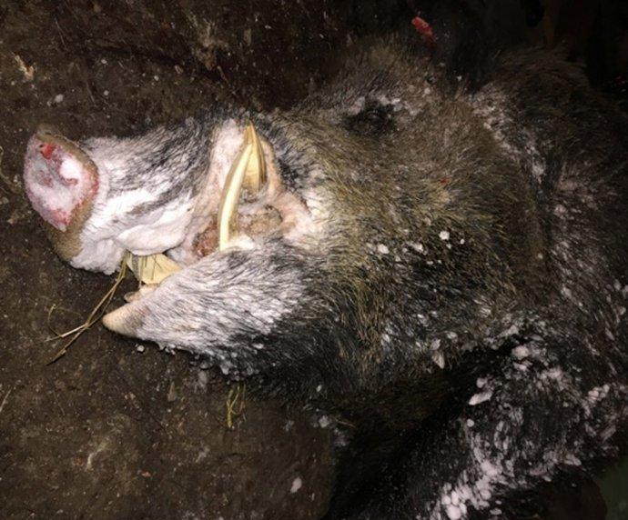 战斗民族绝对不玩虚的, 五百公斤野猪直接打死不在话下