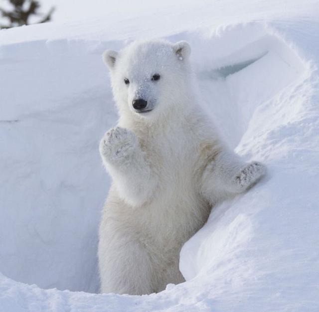 组图: 北极熊宝宝挥舞手臂拱手作揖, 实在太萌了!