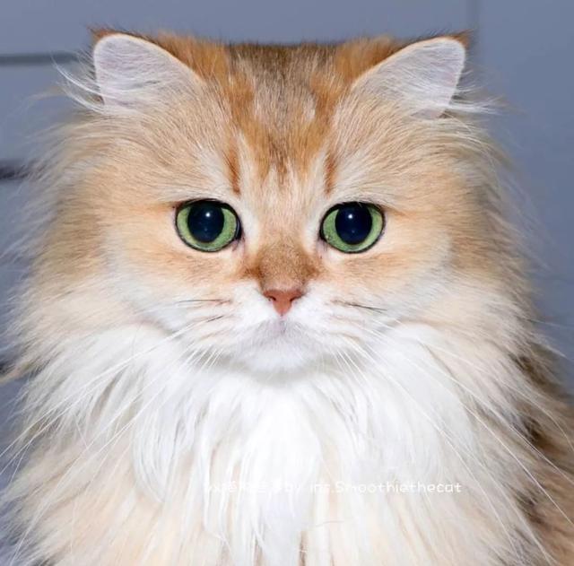 斯斯文文的长毛小猫咪,原来是卖萌高手