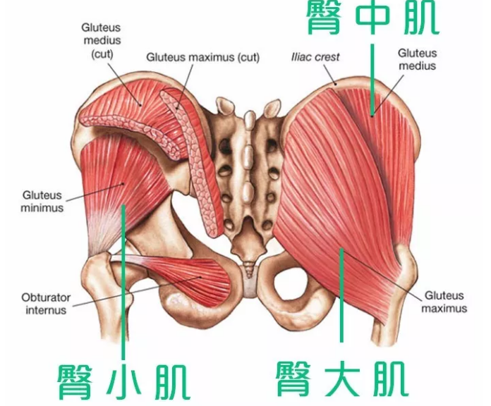 臀大肌解剖图片