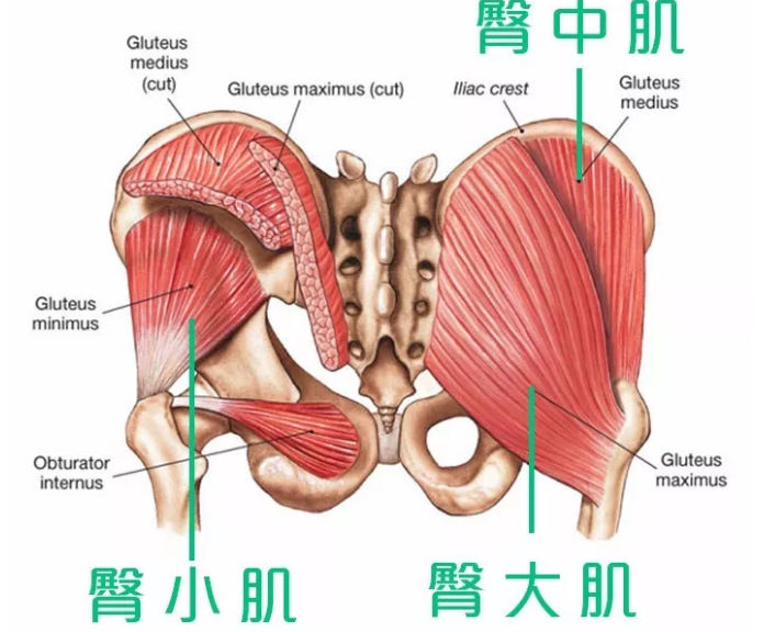 臀大肌位置图片图片