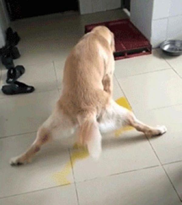 金毛太无聊研究花式尿,主人一看,气得一巴掌拍上去!