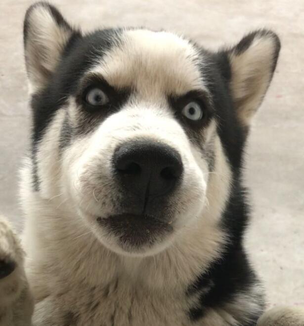 二哈的气质再配上这地中海发型笑的我停不下来