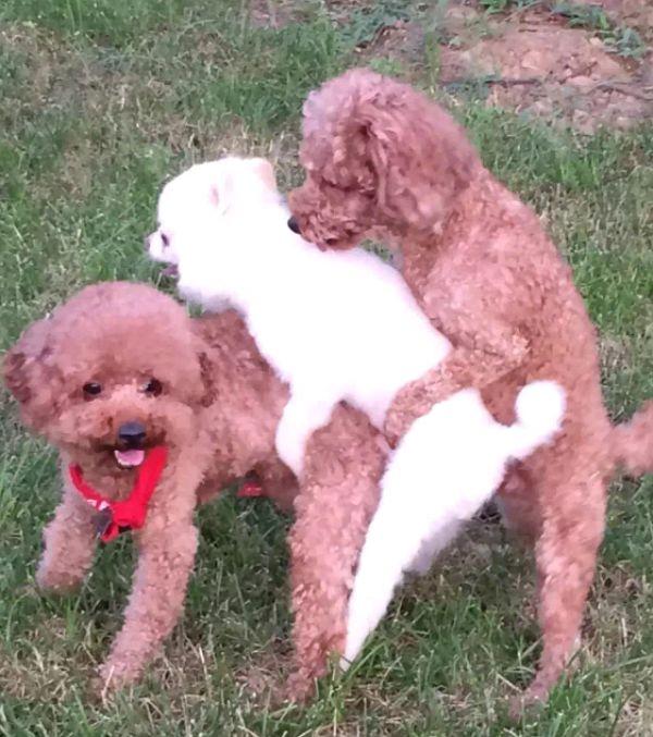 带泰迪遛弯,突然冲上来2只泰迪,画面让人羞红脸:夹心巧克力!