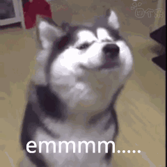 哈士奇表情包天生自带表情包的傻狗二哈