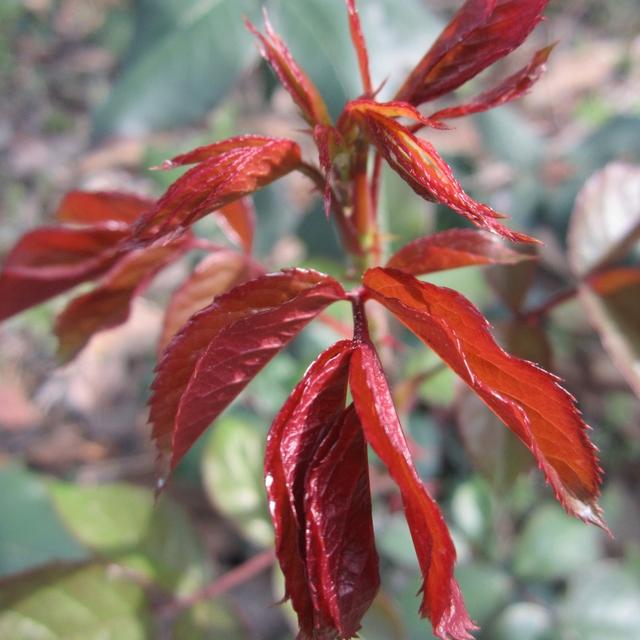 白斑白癜风傻傻分不清楚