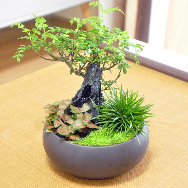 很随意在客厅摆放的盆景,无奈颜值太高,引得邻居纷纷想搬回家