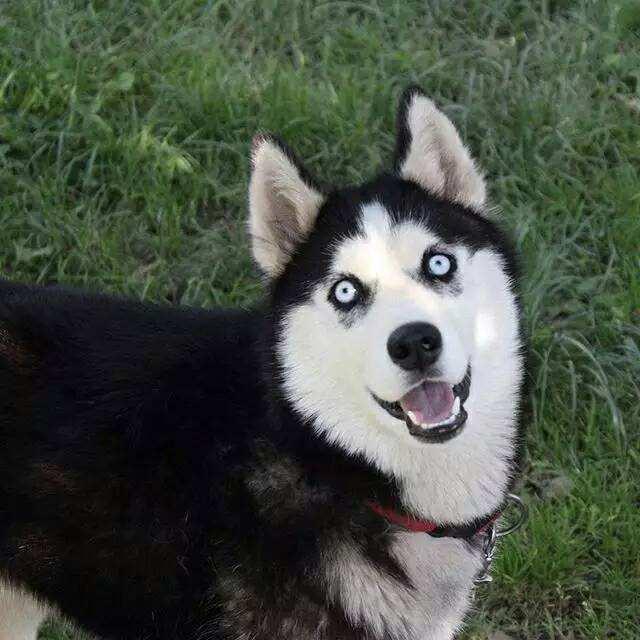 1500块买了个哈士奇,竟然全程笑着,二哈:不笑就去不到好人家