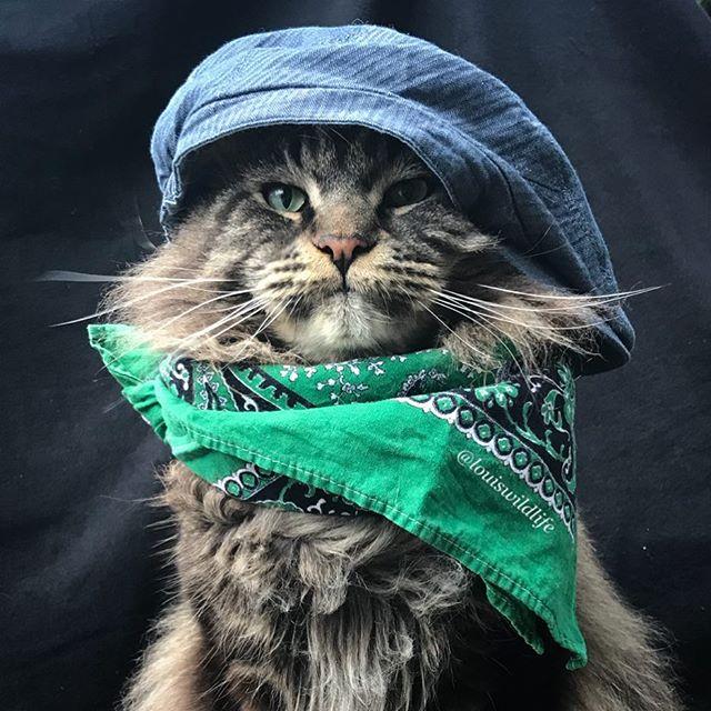 你知道缅因猫吗真的是一种很酷的猫猫了