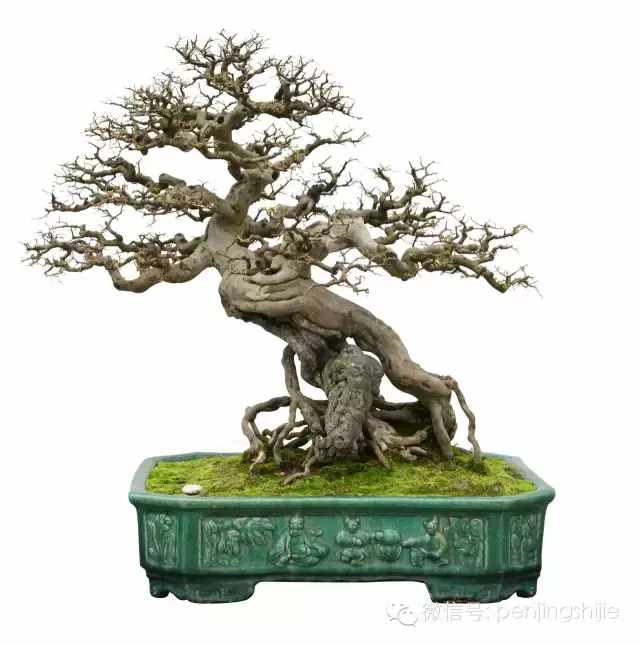 盆景根养好了,就成功了一半,根艺盆景作品欣赏