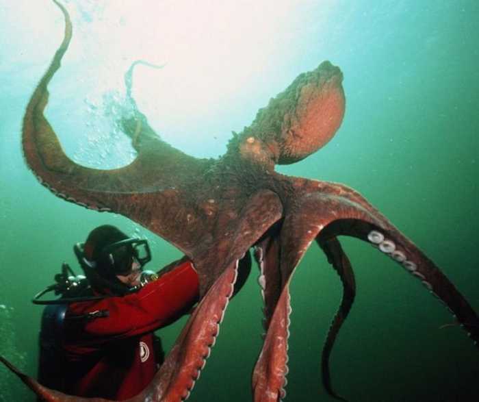 地球上最大的海洋生物排行榜蓝鲸仅排在第二