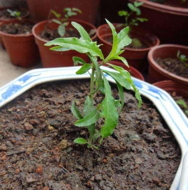 吃不掉的枸杞,丢在水里泡一泡,丢土里来年一摘一大盆