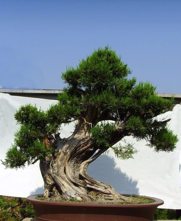 暖暖家居气势磅礴神韵苍郁风骨巍然的侧柏盆景