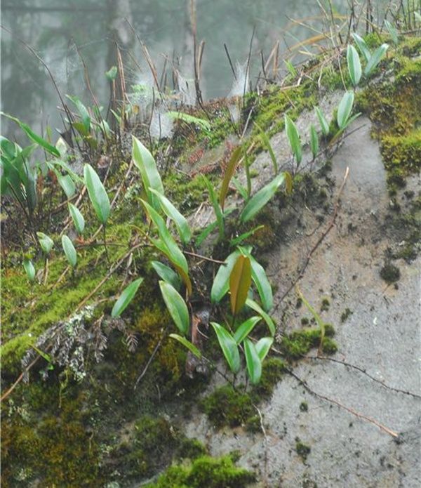 农村常见的这种长在石头上的野草长相奇特却是治疗咳嗽的良药