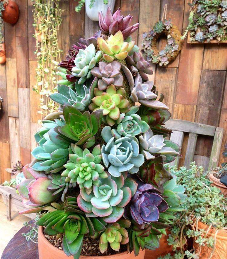 8种神采奕奕的多肉树,我喜欢最后两个,您喜欢哪一个|肉质|马齿苋|景天