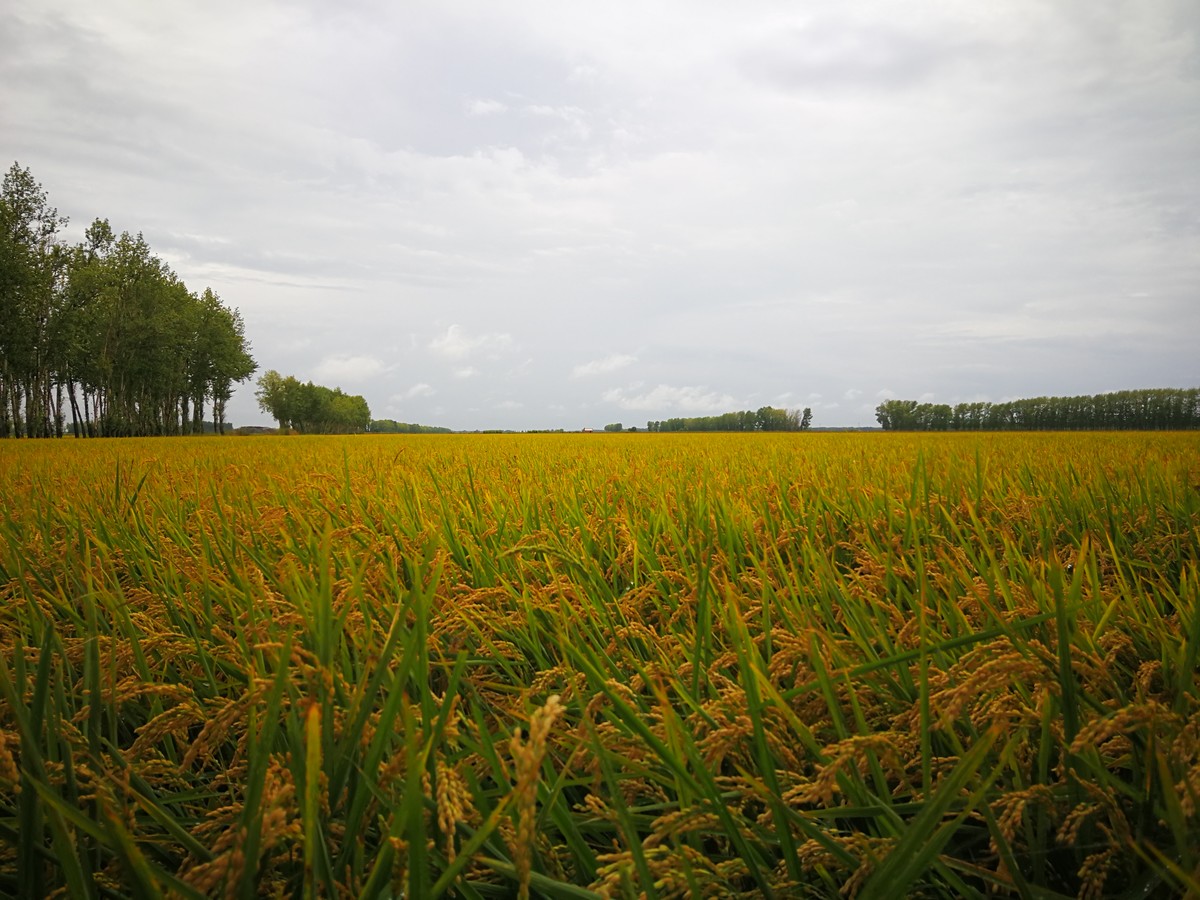你知道什么是北大荒吗?看完后明白了