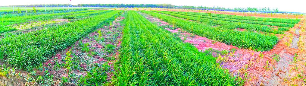 临淄:城北有片大田韭菜园,有口福了!