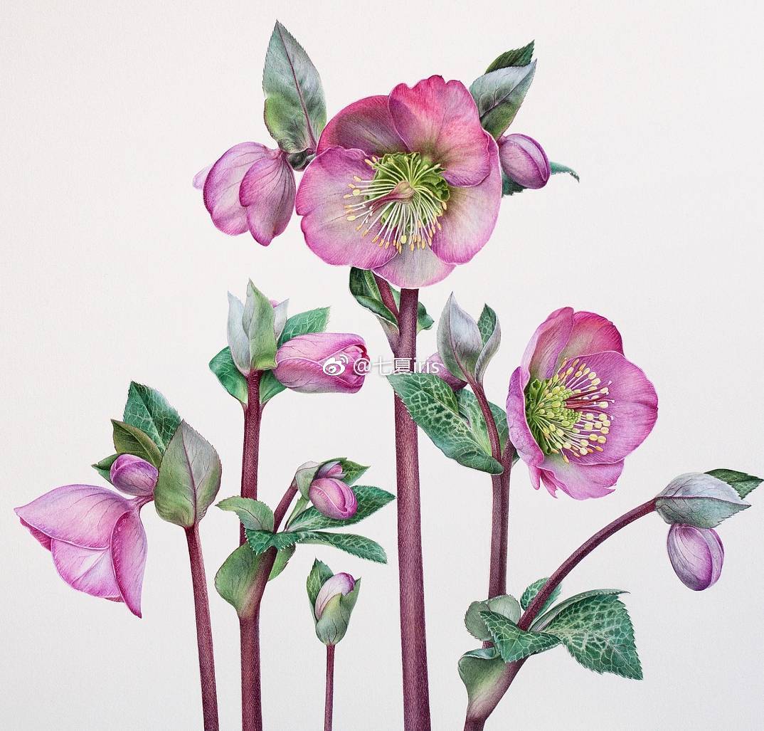 细腻写实的水彩花卉分享来自instasamajamarina67早安