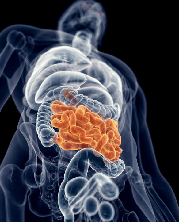 你还在为脏器怎么补烦恼吗?赶紧看看下面一种食物补一个器官!