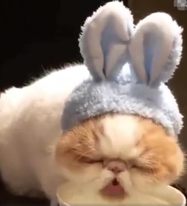 给猫咪戴发箍,猫咪困的眼睛都睁不开,主人:这得有多缺觉啊