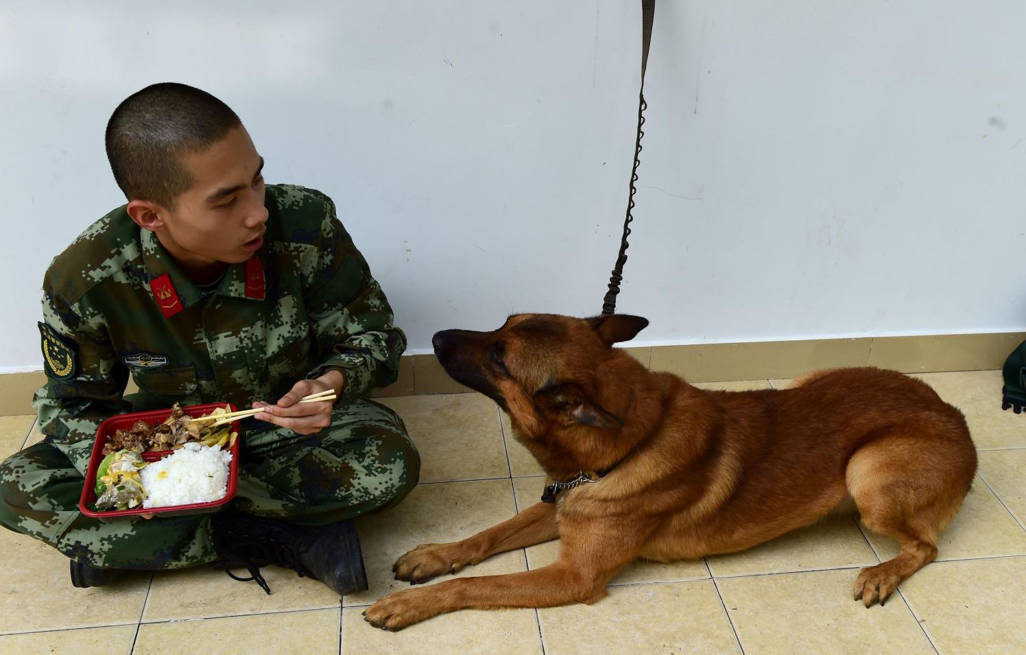 警犬为了讨吃的, 使出了十八般武艺, 兵哥哥内心是崩溃的!
