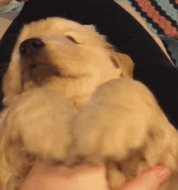 250_267gif 动态图 动图