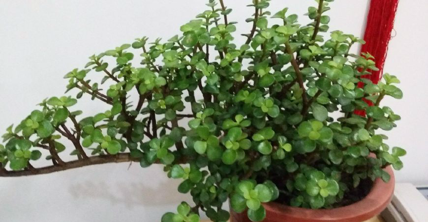 8种神采奕奕的多肉树,我喜欢最后两个,您喜欢哪一个|肉质|马齿苋|景天