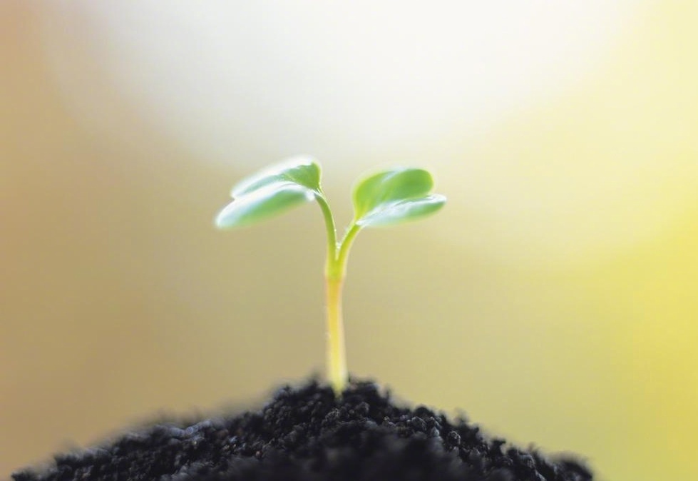 一粒种子,可以无声无息地在泥土里腐烂掉,也可以长成参天的大树