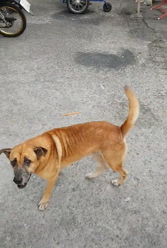 流浪狗失去双腿在地上爬网友佩服它坚强下一幕却趴在地上大笑