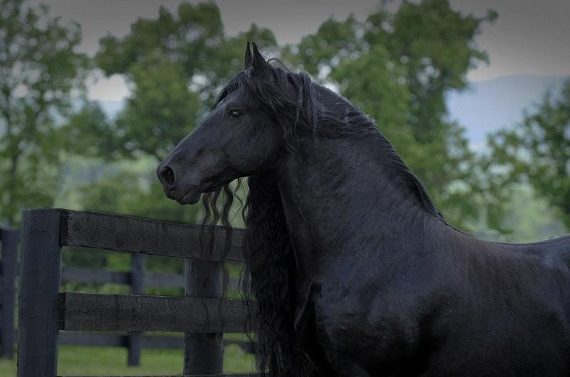 美国一黑马号称世界上最英俊的马在脸书上拥有超过12500位粉丝