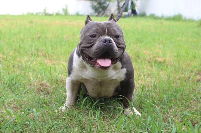 美国恶霸小犬:我不丑,我很温柔.