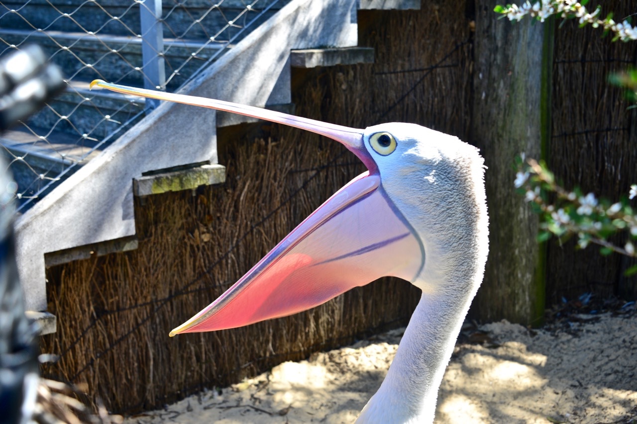 美拍悉尼与大嘴鸟鹈鹕的亲密接触