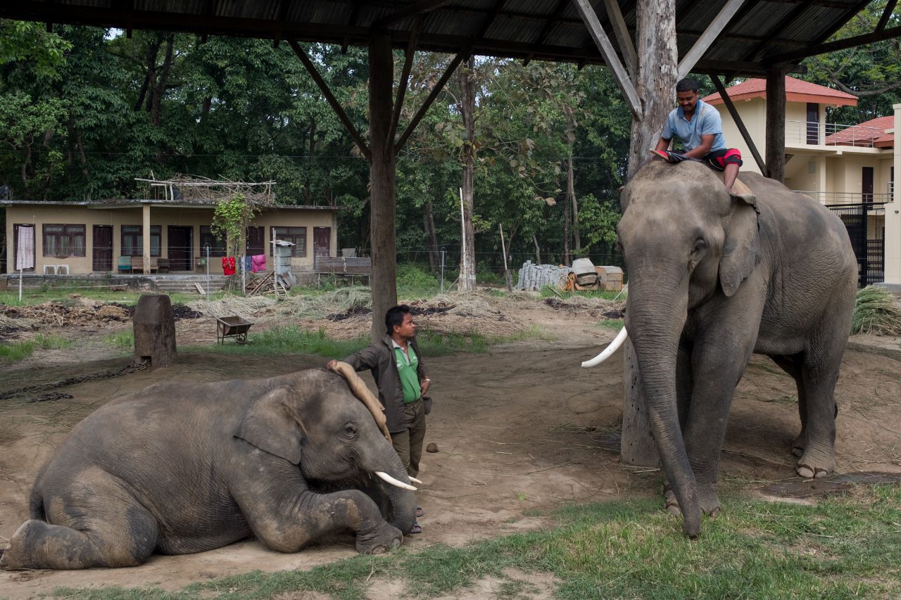 尼泊尔的大象饲养中心大象被用铁链拴住脚活动范围不到两米