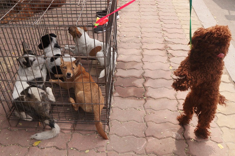 夏季大集狗市,38℃高温让农村大叔大汗淋漓,纯种法斗只卖1000元