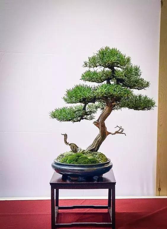 文人树当多求简易取清逸|老鸦柿|文人|盆景_新浪新闻
