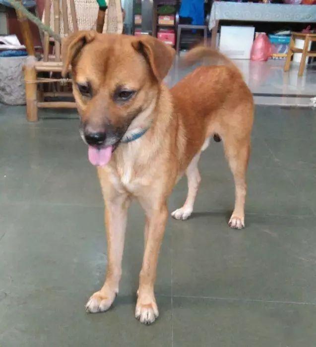 中华田园犬陪我多年,送我上下学,可结局却让我忏悔|黄宝|上下学|站台