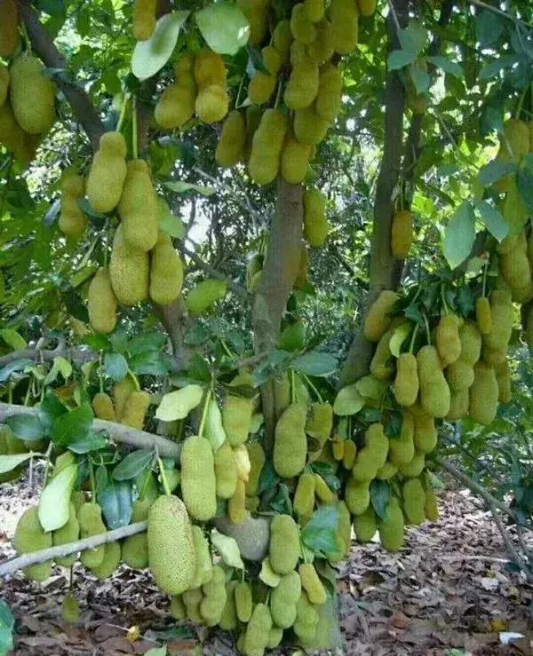 菠萝蜜树(菠萝蜜树结出小果就掉了是为什么)