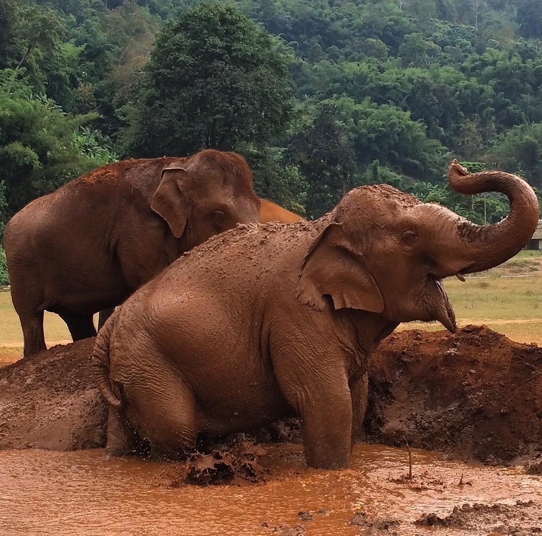 东南亚旅行看大象表演先了解一下这背后的故事