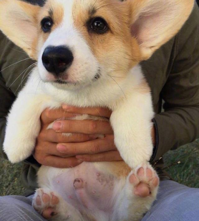 短腿柯基小时候萌萌哒的样子真是可爱极啦