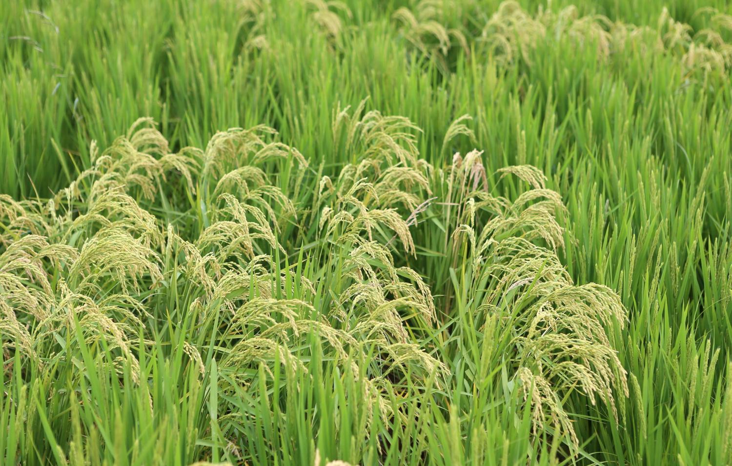 杂交水稻与转基因的区别和优缺点？