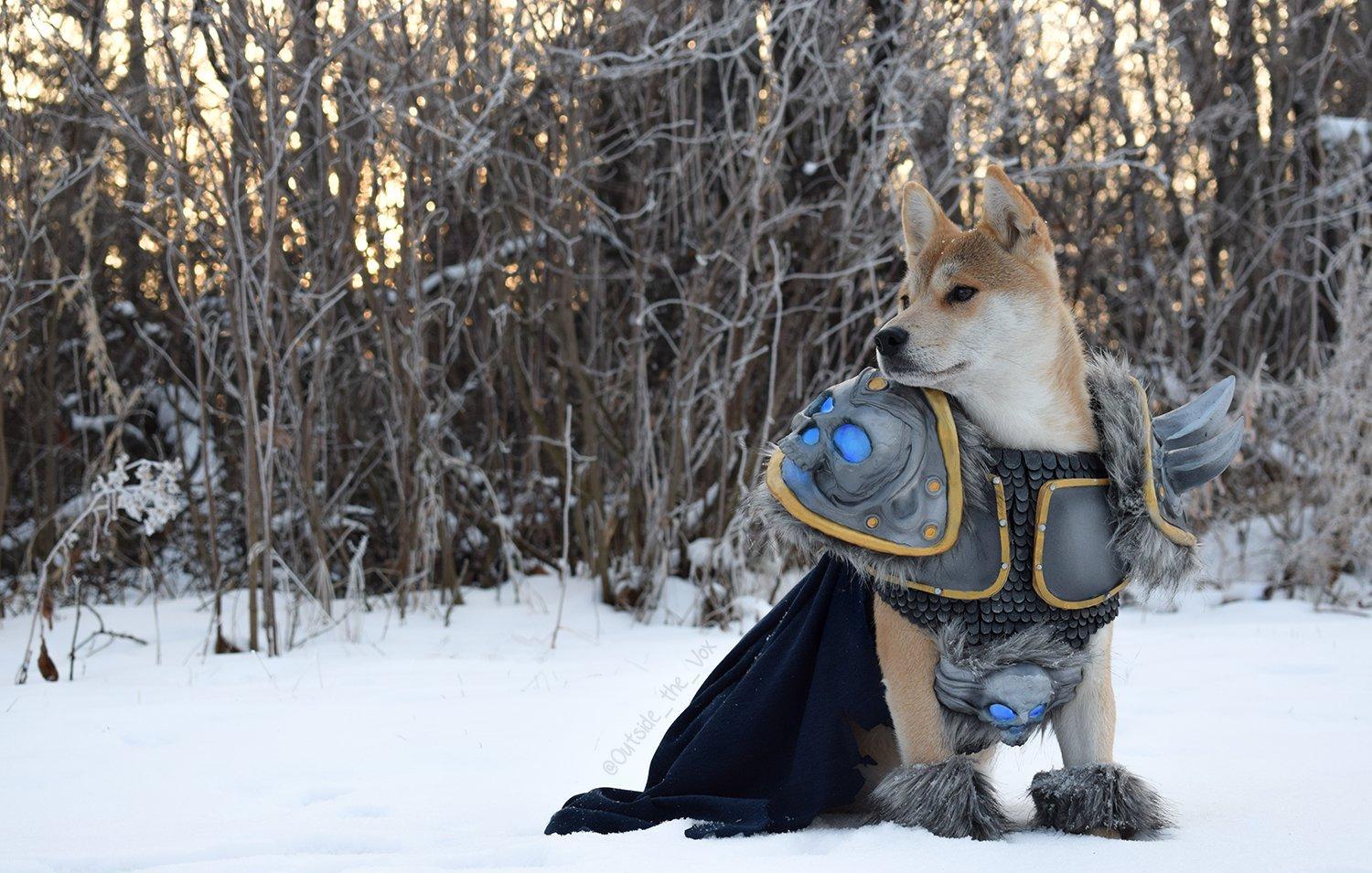 一只宠物狗cos了阿尔萨斯, 这才是名副其实的巫妖汪