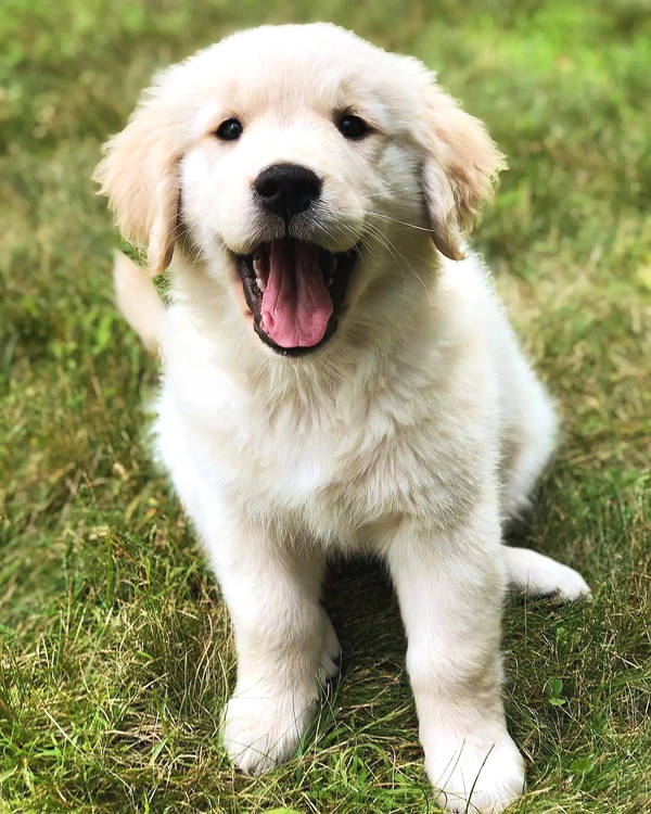 金毛|猫狗|笑容_新浪新闻