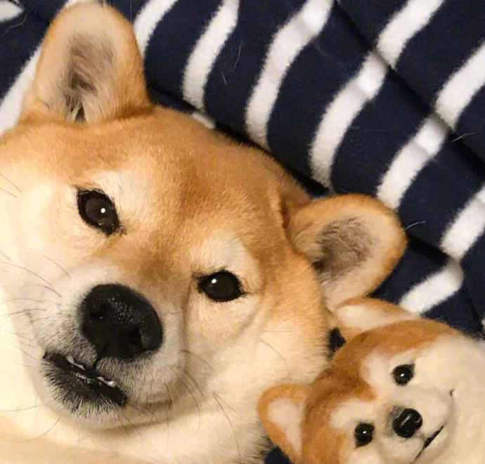 柴犬的日常