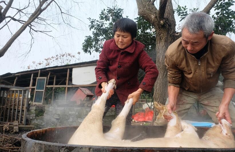 手起刀落干净利索杀猪匠谢师傅不愧有谢家一把刀的美称