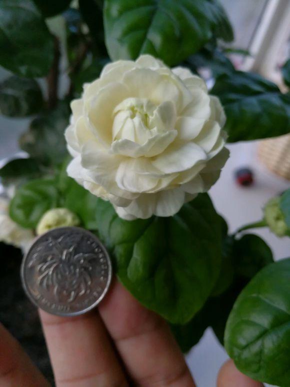 虎头茉莉,花比硬币还大,香味更浓,更持久!