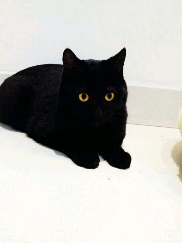 女孩问养的黑英短纯不纯,网友大呼:我的天呐,黑成这样鬼知道!